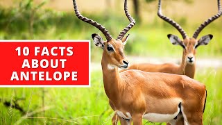 10 Interesting Facts About Antelope [upl. by Aderb]