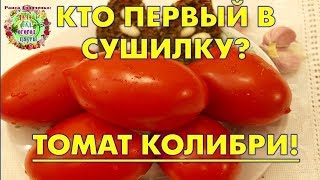 Кто первый в сушилку Томат Колибри [upl. by Marba]