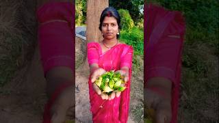 Harvest littel bitter gourd 🤤😋ll 147 surguja minivlog shortvideo foodvideo vlog [upl. by Doig]