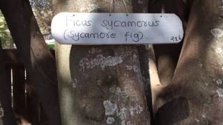 Sycomore Fig  Ficus sycomorus [upl. by Esalb228]