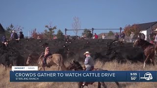 Sterling Ranch Annual Cattle Drive [upl. by Loralee]