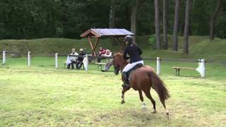 LinneGraf Lindenau gelding  2006 for sale [upl. by Lorrad]