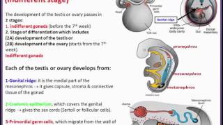 URINARY SYSTEM 12 Development of the gonads [upl. by Parette]