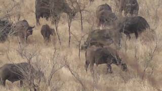 Buffalo in Hluhluwe National Park [upl. by Fleck]