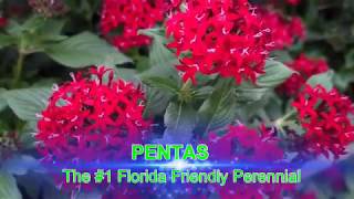 Pentas Florida Friendly Plant [upl. by Liahcim]