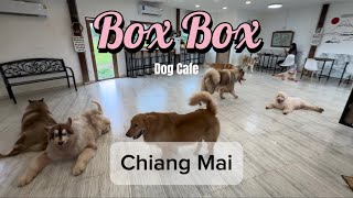 Box Box Dog Cafe  Chiang Mai [upl. by Svensen87]