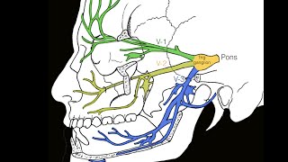 Cranial nerve V [upl. by Leola]