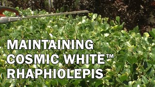 Maintaining Cosmic White™ Rhaphiolepis [upl. by Siraval]