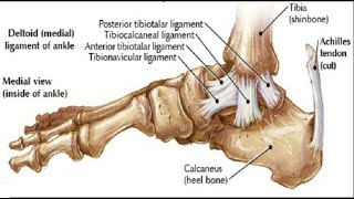 Two Minutes of Anatomy Medial Ankle Ligaments [upl. by Mooney]