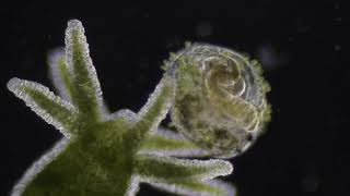 Hydra Eats Waterflea But it has a happy ending microscopy300years [upl. by Emerej195]