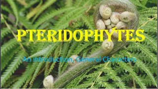 Pteridophytes  Vascular cryptogams An Introduction General Characters HPU BSc 1st Year [upl. by Emixam887]