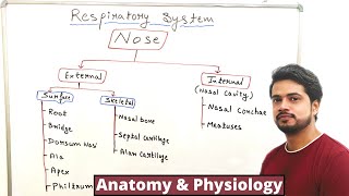 Nose  Nasal Cavity  Anatomy and physiology  Nasal Conchae  Functions  Hindi [upl. by Neit]