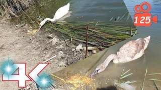 Today I fed the cygnets separately  Hissing Swan Family 4K video 125 [upl. by Enirehs469]