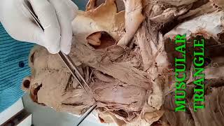 DISSECTION OF NECK PART1  BOUNDARIES OF ANTERIOR TRIANGLE OF NECK  BY DR MITESH DAVE [upl. by Yelrahs588]