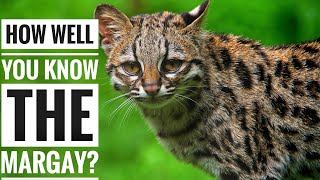 Margay  Description Characteristics and Facts [upl. by Cimah819]