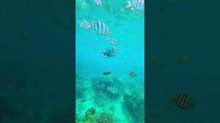 This is how underwater world looks like in Malaysia Tioman Island 🏝️ travel tiomanisland coral [upl. by Sabine]