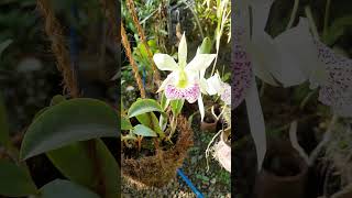 cattleya in bloom  Blc Hawaiian Stars [upl. by Annav880]