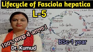 Fasciola hepaticaLifecycle of Fasciola hepaticaLiver FlukeL5BSc1stYearZoologyPGTTGTDrkumud [upl. by Mainis]