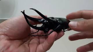 For sale chalcosoma caucasus beetle size 123mm [upl. by Ruttger]