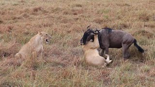 Wildebeest struggling getting away from the jaws of this lioness  Rongai Pride  Msaaimara [upl. by Ricketts81]