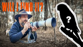 Searching for one of Australias Rarest Birds [upl. by Sum]