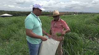 Projeto Forrageiras para o Semiárido leva alternativas para alimentação de caprinos e ovinos na seca [upl. by Alaik]