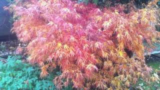 Acer palmatum Red Pygmy [upl. by Mingche48]