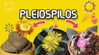 PLEIOSPILOS Y SUS VARIEDADES [upl. by Kreager514]