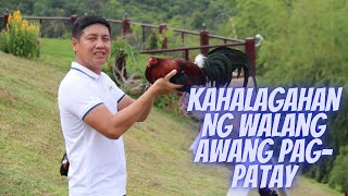 Sabong Tips The Importance of Ruthless Culling  Gamefowl Maintenance [upl. by Ryan]