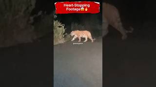 HeartStopping Footage‼️😱🔥Omg Watch What Happens😱🔥shorts youtubeshorts tiger viralvideo [upl. by Maon315]