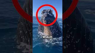 Massive whales ASK humans to remove barnacles 😱 shorts barnacles [upl. by Hephzipa]