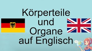 Lernen Sie Englische Körperteile und Organe [upl. by Denver887]