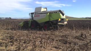 New Zealand Silage Cereal Straw Maize amp Fodder beet Harvest 201213 [upl. by Ku]