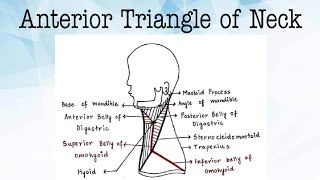 Anterior Triangle of Neck Anatomy [upl. by Aneeb]