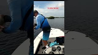 4 spot redfish floridasportfishingtv fishing floridasportfishingshort [upl. by Naoj267]