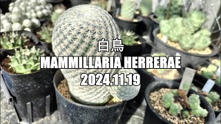 白鳥 Mammillaria herrerae 2024 11 19 [upl. by Archle]