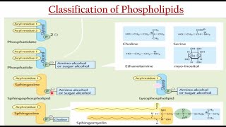 Phospholipids Biochemistry  Ample Medical Lectures [upl. by Yttig]