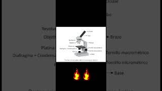 Partes del microscopio pedrobosquez [upl. by Nedac]