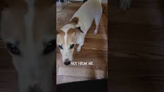 Did I Do That Part 2 of 4 Pleading the Fifth jackrussell jackrussellterrier dog shorts [upl. by Aneba]