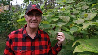 Collecting Tree Seeds While Eating Chinese Food  Northern Catalpa Tree Rescue  15 Years Later [upl. by Eelyahs288]