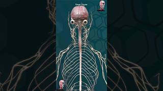 Complete Human Nervous System 🧠 [upl. by Dranyam]