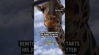 Benito the giraffe starts his journey to a better home in central Mexico [upl. by Assenaj958]