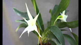 Angraecum sesquipedale var angustifoliumwmv [upl. by Perkoff]