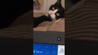 Are You Done Studying Yet Im so Bored 😾🥱📚 cat tuxedocat studying laptop bored funny [upl. by Meredithe]