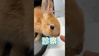 食事を食べなくてうんちがあまり出ない2ヶ月のネザーランドドワーフが動物病院にやってきた！ [upl. by Oiluarb]