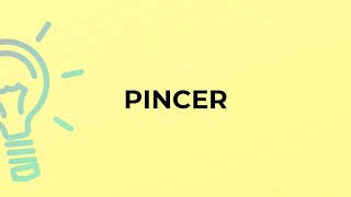 What is the meaning of the word PINCER [upl. by Amitie]