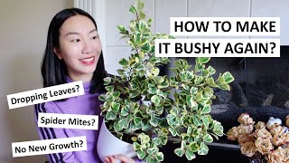 How To Promote New Growth amp Make Your Ficus Triangularis Bushy Again  Care Tips amp Guide [upl. by Atnahsal]