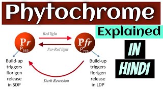 Phytochromes in plants  Phytochrome csir net  Phytochrome in hindi [upl. by Kimmel861]