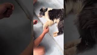 Saving abandoned dog left by former owner on the street❤️ [upl. by Anomor]