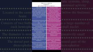 Difference between Thalamus and Hypothalamus [upl. by Bassett]